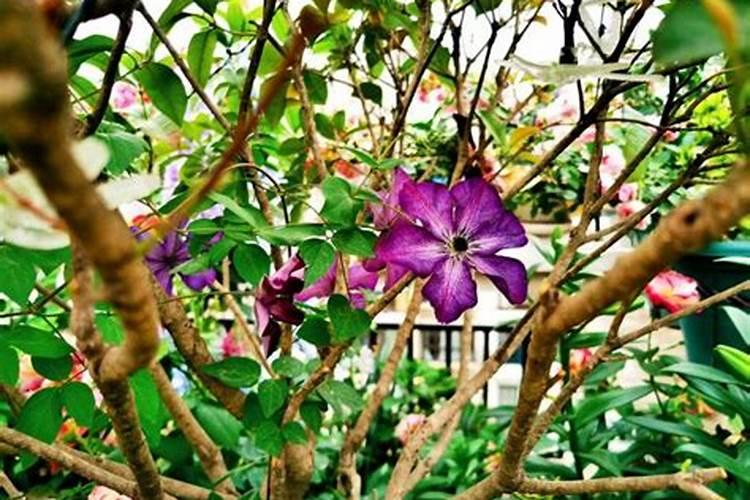 化肥水可以直接浇花吗