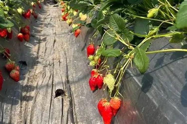 冬季草莓怎么种植管理