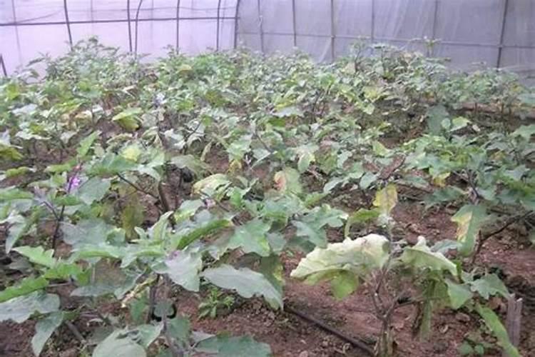 土霉素能用在种植蔬菜上吗？