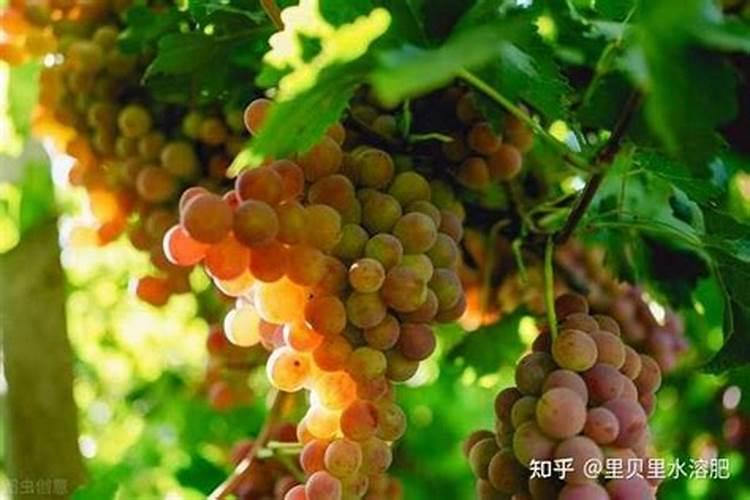 葡萄施肥时间 葡萄什么时间施肥合适