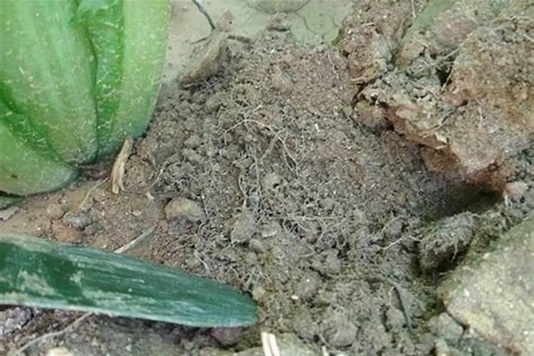 豆子煮熟后怎样发酵才能当肥料可以当花肥吗