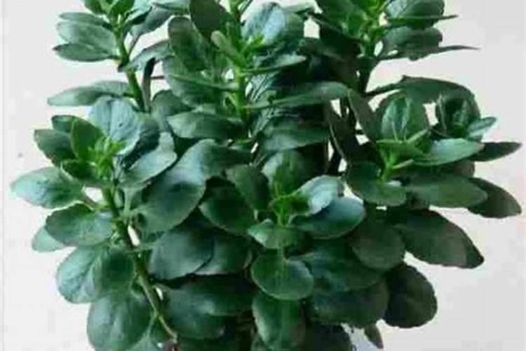 牡丹种子的种植时间、种植方法是什么？