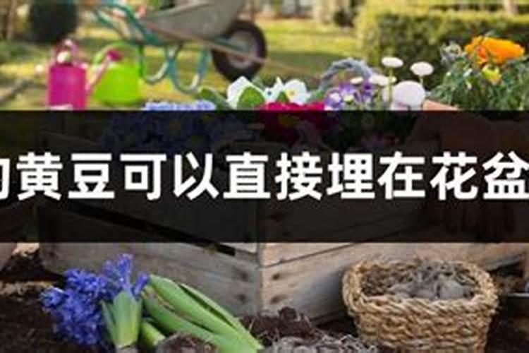大家好煮熟的黄豆可以直接埋进花盆里当肥料用吗