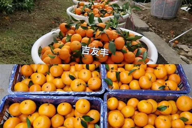 柑橘开花之时用什么肥料更为恰当