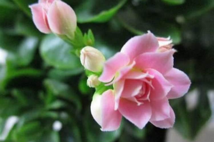 长寿花久不开花怎么办？如何养护开花