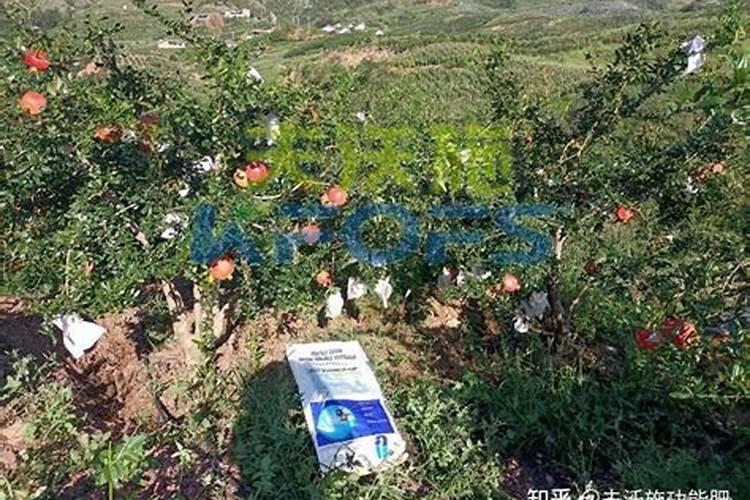 苹果树施肥时间,用什么水溶肥好
