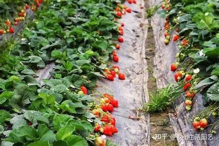 冬季温室大棚草莓浇什么肥生根？