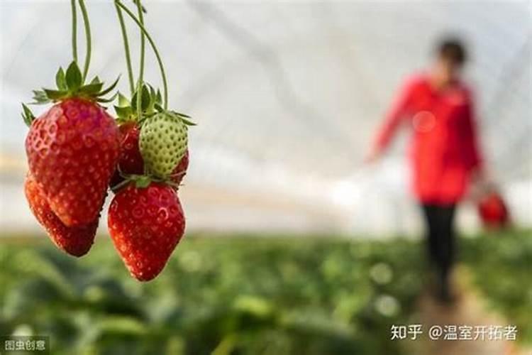 大棚草莓施肥方案,什么时候施肥