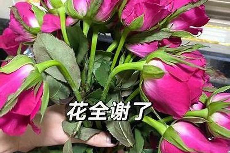 催花苞应该用什么肥料