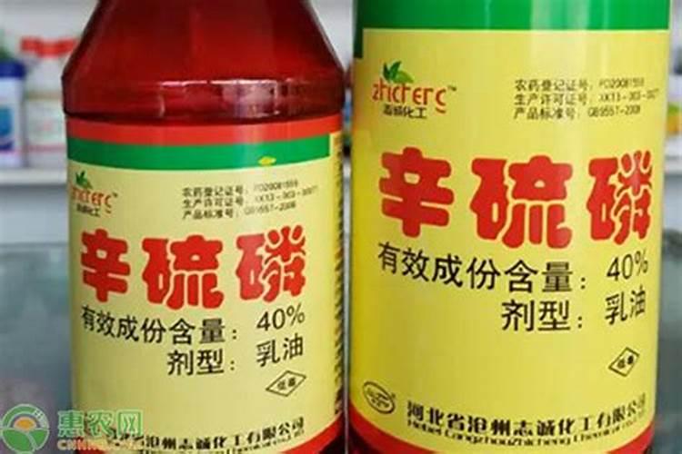 姜的种植方法与种植时间姜的种植方法和时间介绍