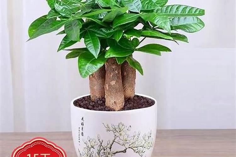 办公室的金钱树和发财树,每次浇水要浇多少？要注意什么？需要施肥吗？