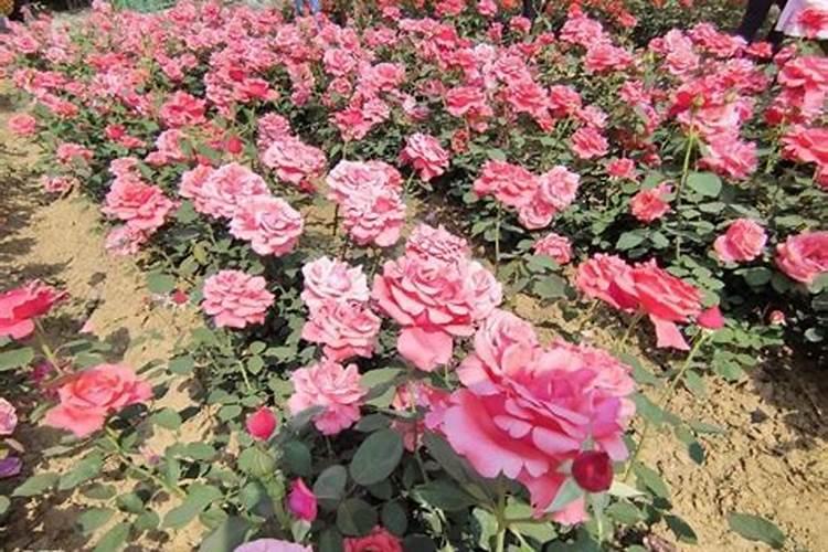 新种月季多久施肥