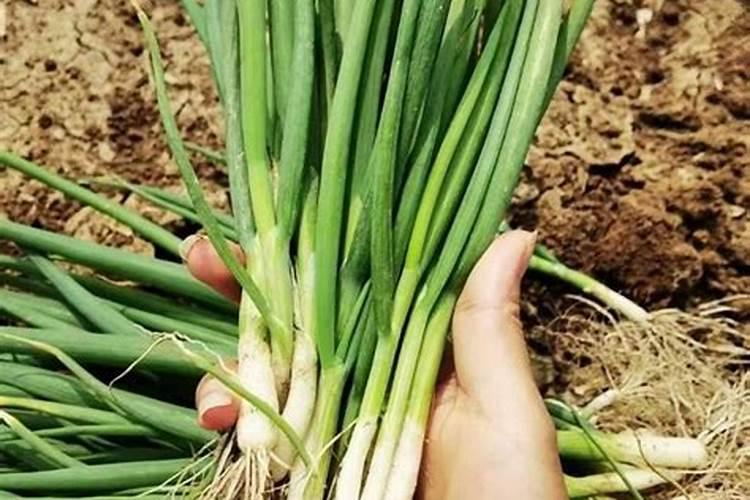 小葱施肥用什么肥料长得好又粗