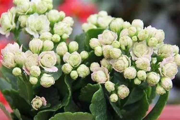 长寿花用有机肥料好不好