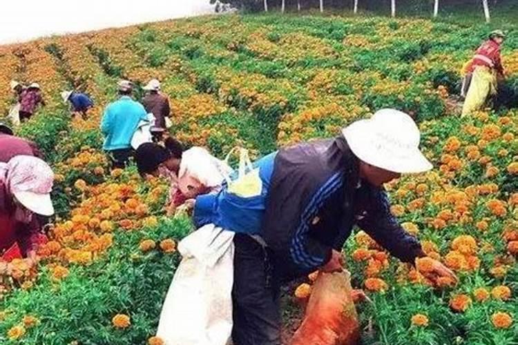 菊花的养殖方法