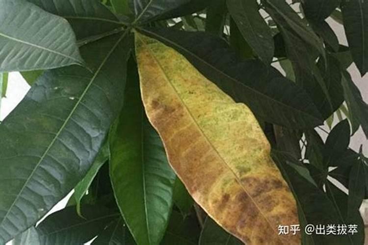 发财树叶子发黄用什么肥料(描述发财树的养护和浇水)
