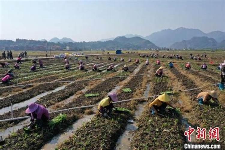 大面积种植小白菜,在追肥时该如何选择肥料？