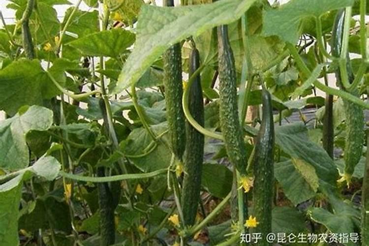 黄瓜用什么肥料产量高