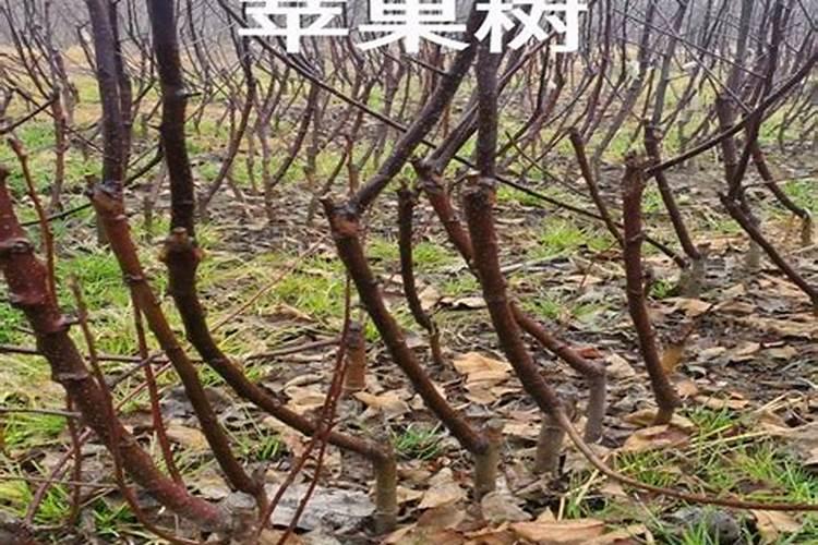 如何种苹果