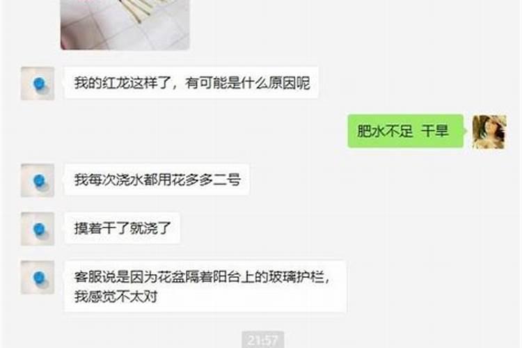 月季开花的时候能喷叶面肥吗