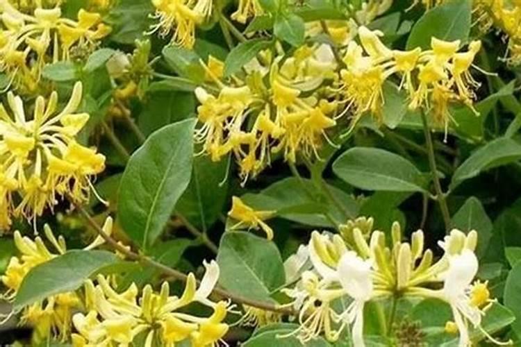 金银花生命力强、适应性好,怎样施肥能同时保证产量和质量？