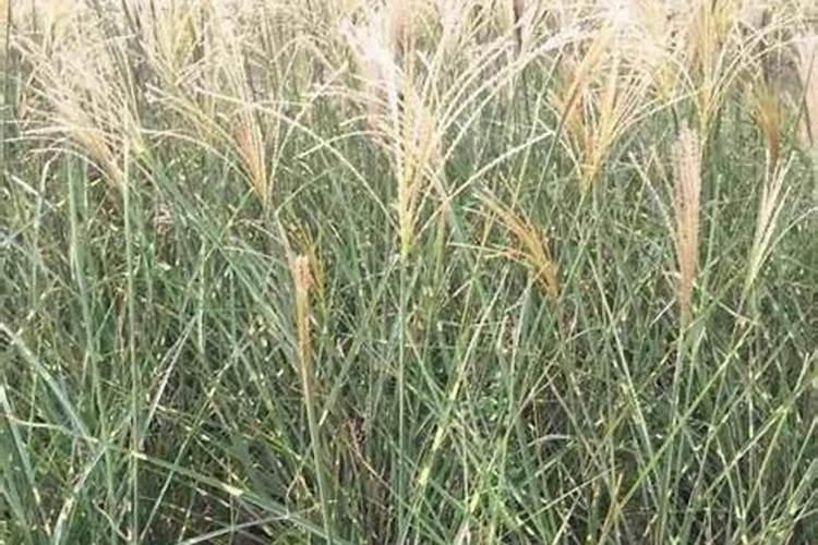 柑橘栽培的八大技巧 你不知道的柑橘种植方法