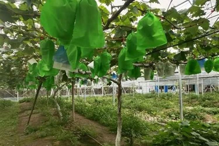 芋头地膜种植后要揭膜吗 芋头盖地膜后怎样施肥