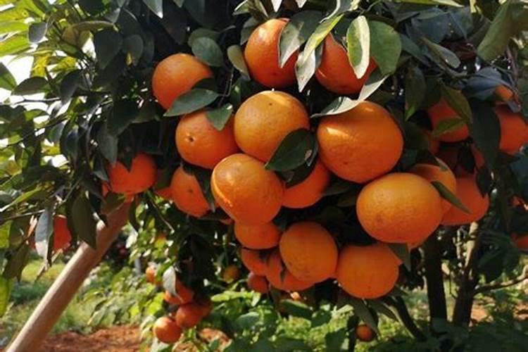 柑橘11月份可以打叶面肥吗