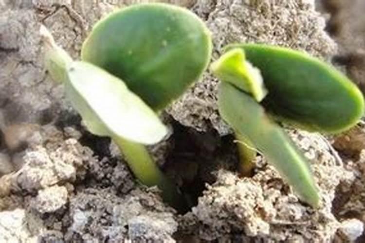 大豆花期打什么药能高产 花期施什么肥好