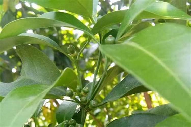 山东金沂蒙生态肥业有限公司山东金沂蒙生态肥业有限公司