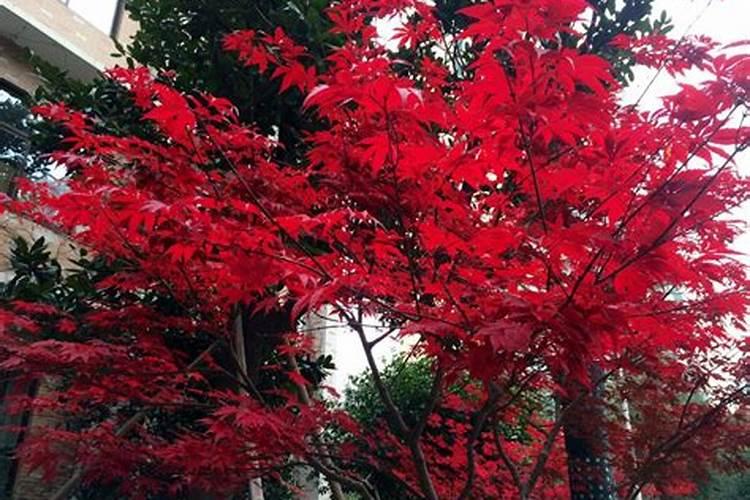 红枫为什么叶子会变绿？