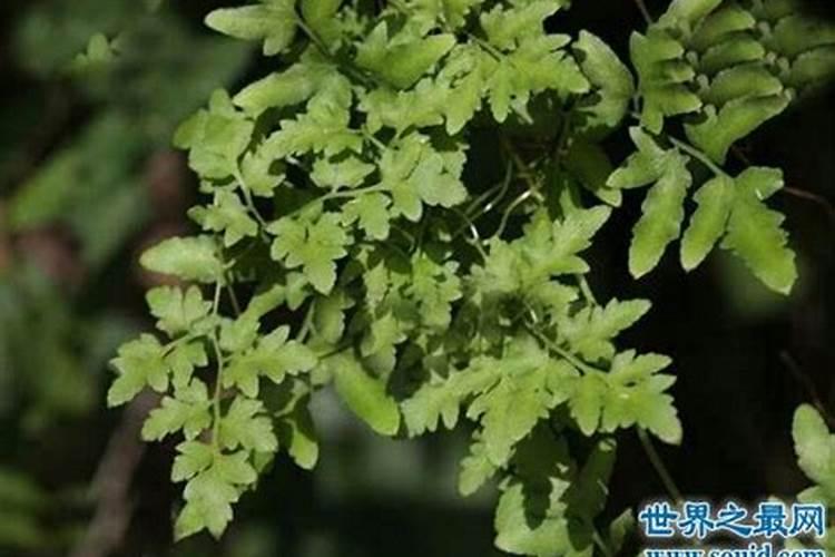 落得打的功效与作用