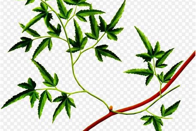 花卉的作用主要表现在哪些方面？