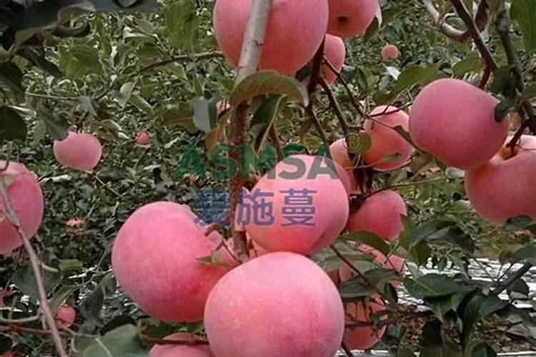 苹果树什么时候用水溶肥,怎么用最好