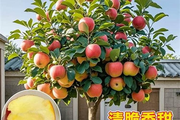 水溶肥苹果树一亩上多少