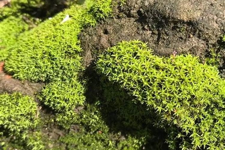 养青苔用什么肥料