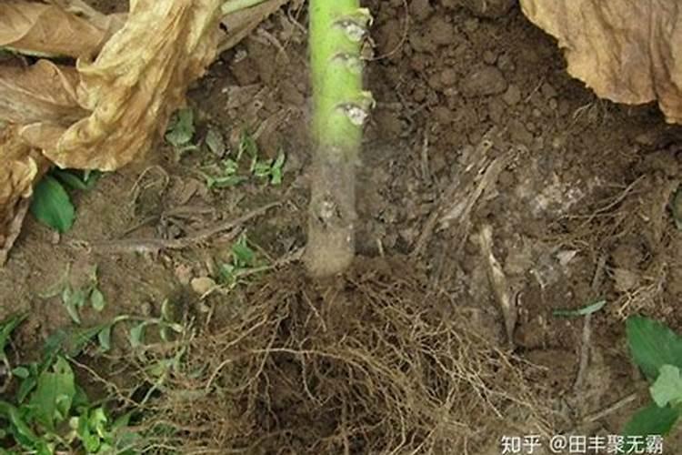 怎样种植烤烟产量高