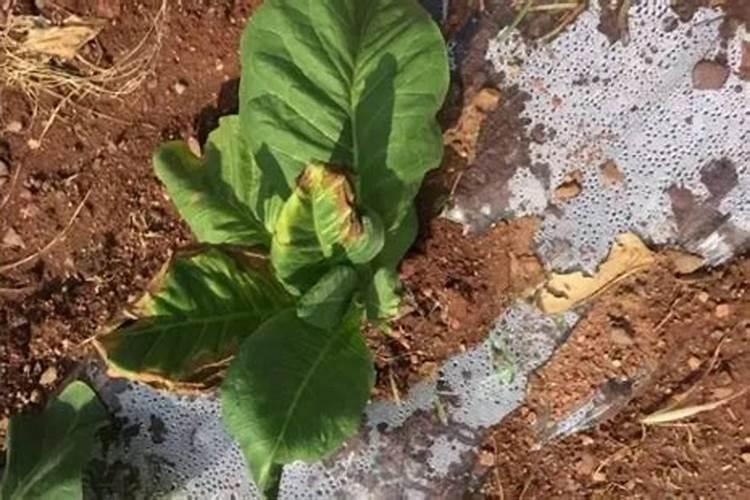 绵竹市得帮化肥烤烟专用肥是多少一包