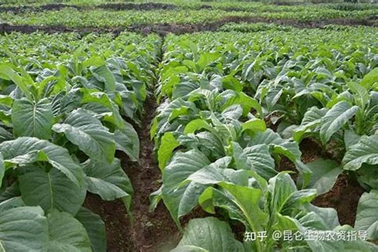 爱隆的氨基酸水溶肥效果真的那么好吗？有没有用过的说下