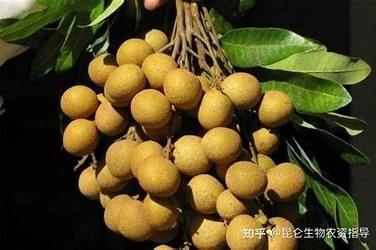龙眼后期喷什么叶面肥好？