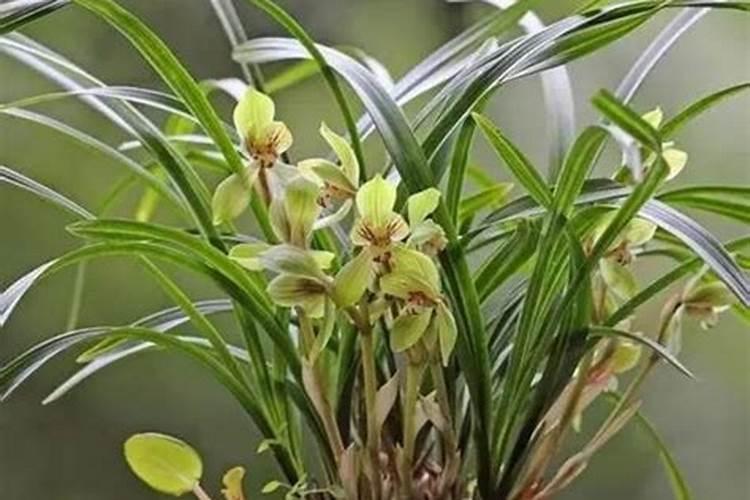 兰花什么时候施肥最好,兰花施肥用什么肥最好(氮磷钾肥)