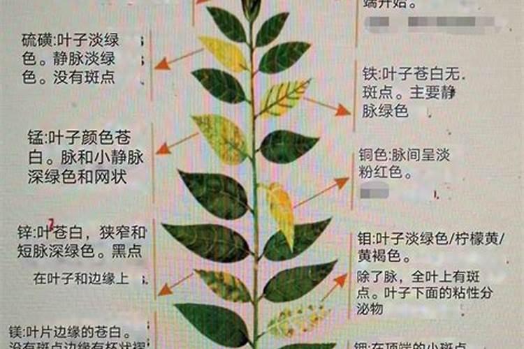 大量元素水溶肥有哪些作用