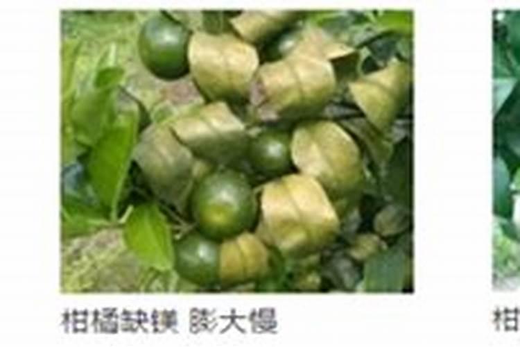 植物缺钾怎么补充？用什么肥补钾效果好？