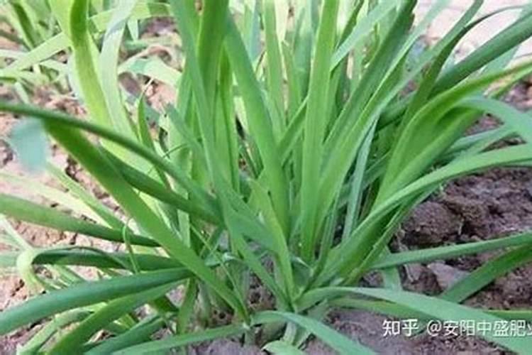 高温天气草坪施什么肥