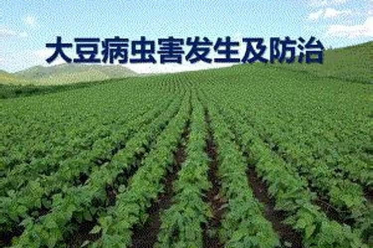 大豆开花期打什么药能防虫