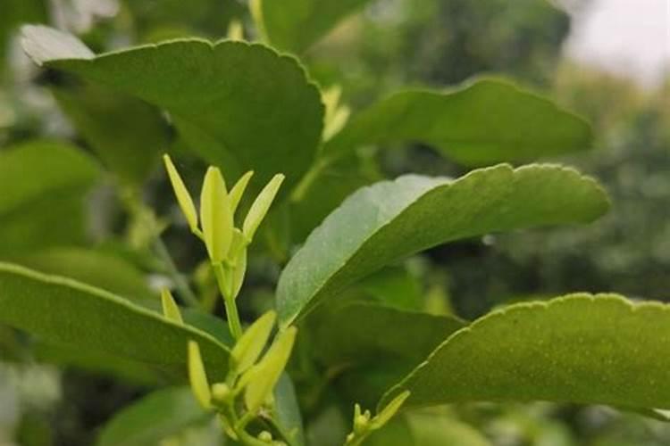 柑橘苗什么时候施肥