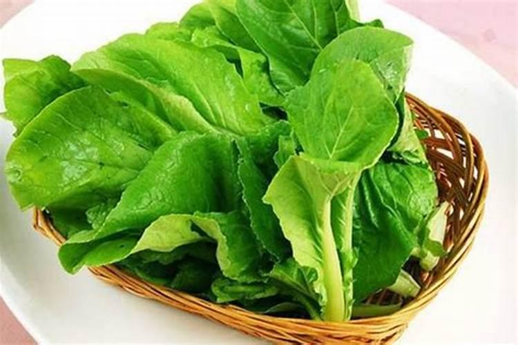 白菜出太阳就打蔫可以用生石灰冲水浇灌吗？