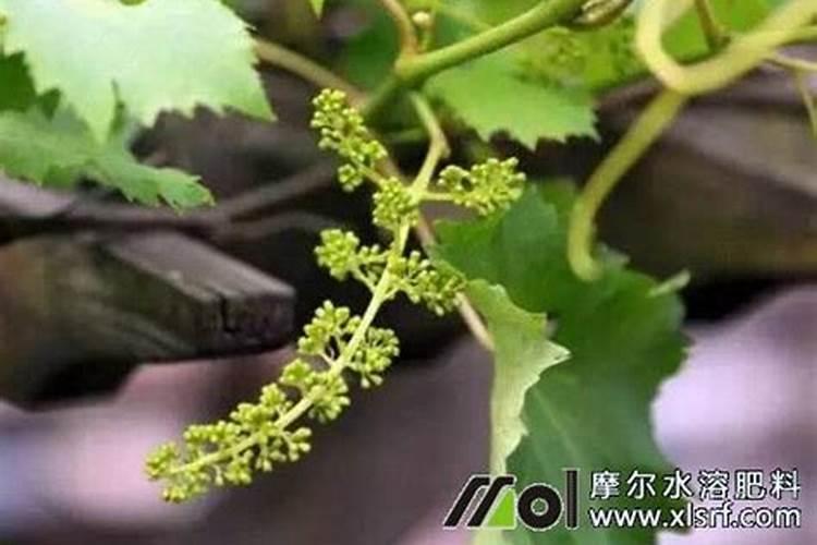 葡萄的拉穗的方法