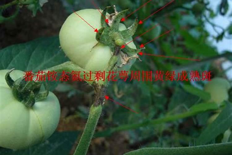什么是硝态氮复合肥,硝态氮复合肥使用注意事项
