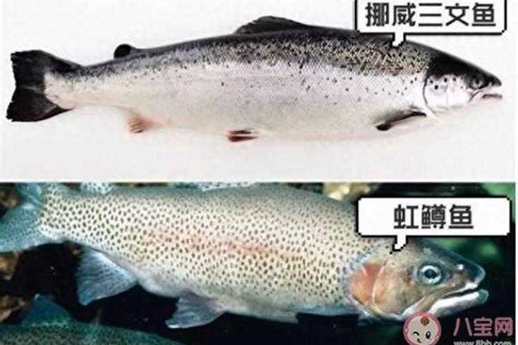 鱼蛋白肥料的功能和效果